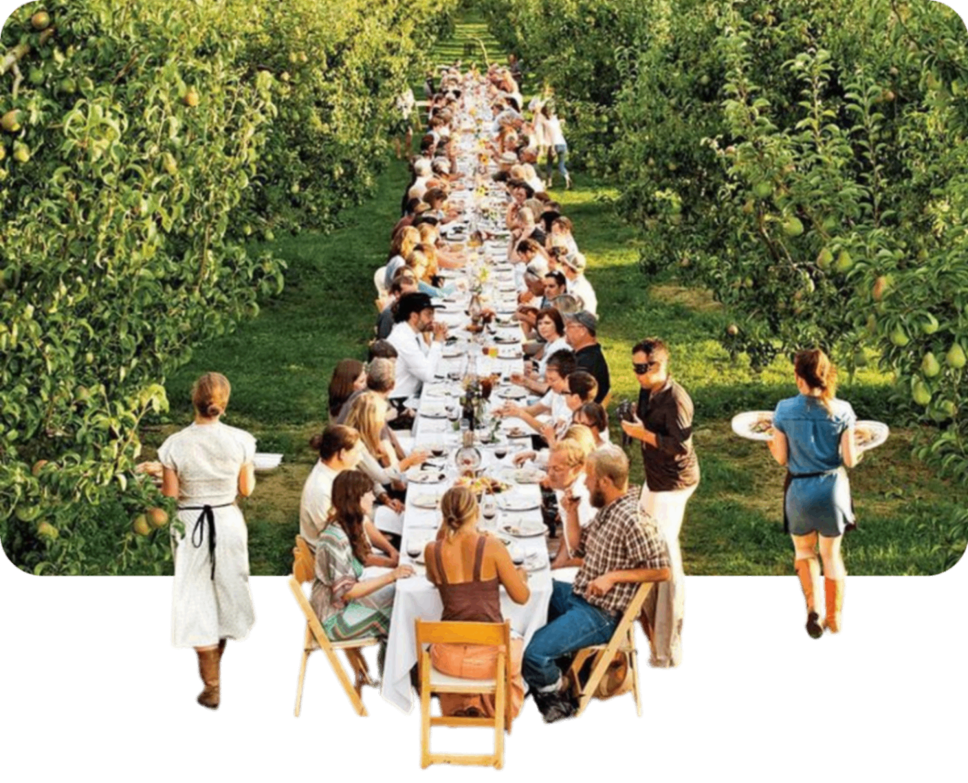 Long table dinner in an orchard